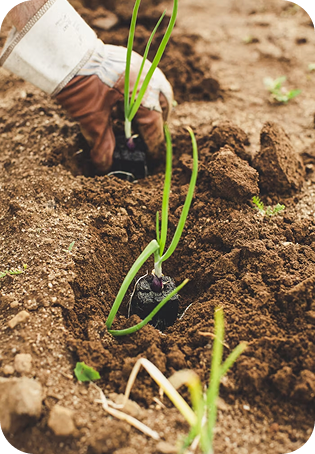 Plant being planted in soil